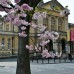 General English (4 weeks). Cheltenham, England 